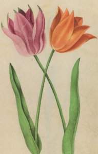 Tulip Cultivar Flowers Old 17th Century Painting Postcard