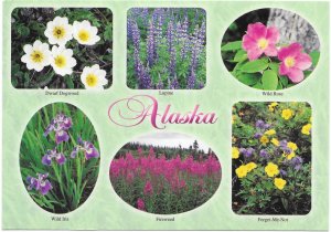 Alaska  unused. Wildflowers  - Very Nice.