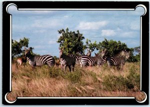 M-28948 Zebra Tanzania Africa