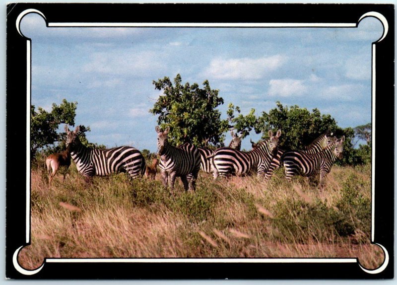 Postcard - Zebra - Tanzania, Africa 