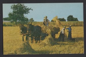 Amish and Mennonite Farmers - Golden Harvest Time Old-Fashioned Equipment Chrome