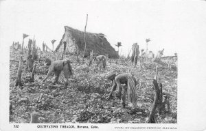 CULTIVATING TOBACCO Havana, Cuba Diamond News Co c1900s Rare Vintage Postcard