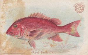Red Snapper - Fish Series 1900 - Arm & Hammer Trade Card