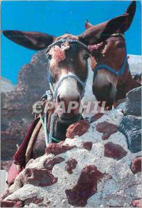 CPM Greece Ane Donkey