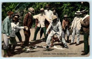 HAVANA, CUBA ~ Riña de Gallos COCK FIGHT ca 1910s Postcard