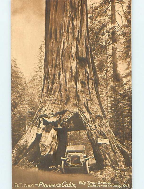 Divided-Back BIG TREE GROVE Arnold near Sacramento California CA hk3941