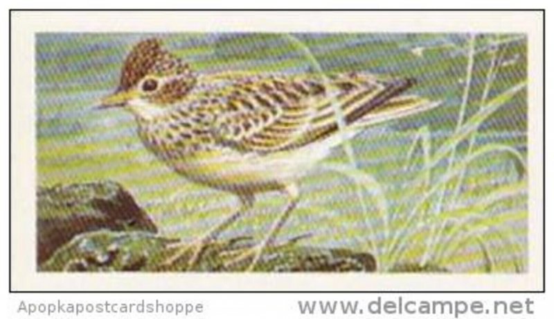 Brooke Bond Tea Trade Card Wild Birds In Britain No 17 Skylark