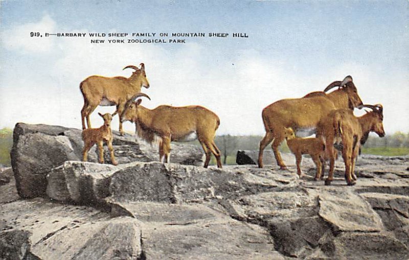 Barbary Wild Sheep Family, Mountain Sheep Hill New York Zoological Park, USA ...