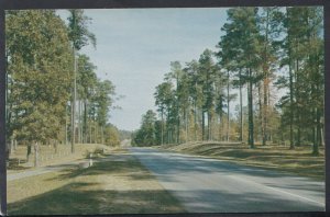 America Postcard - Road Scene in The East Texas Pine Belt, Nr Carrigan  RS11577