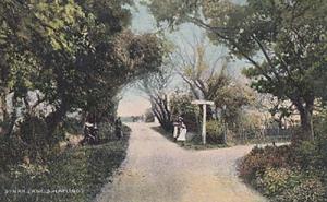 South Hayling Sinah Lane Antique Postcard