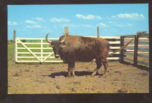 AFTON OKLAHOMA ROUTE 66 BUFFALO RANCH THE FAMOUS BRAHMALO POSTCARD