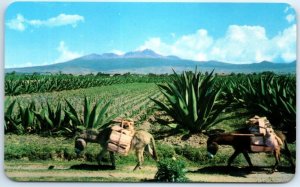 Postcard - Typical View Of The Mexican Landscape - Mexico