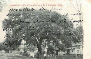 Postcard 1907 Florida Montecito Largest Oak Palmers Yard FL24-906