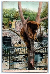 1909 Bear Cave Lincoln Park Zoo Chicago Illinois IL, Animals Scene Postcard
