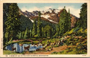 Vtg Band of Elk in the High Olympics Mountains Washington WA 1930s Postcard