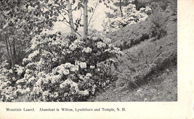 Wilton Lyndeboro and Temple New Hampshire Mountain Laurel antique pc ZA440268