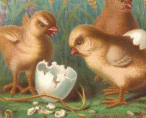 1880s-90s Victorian Trade Card Baby Chicks Hatching Fab! &L