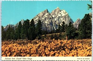 Postcard - Balsam Root, Grand Teton Range - Wyoming