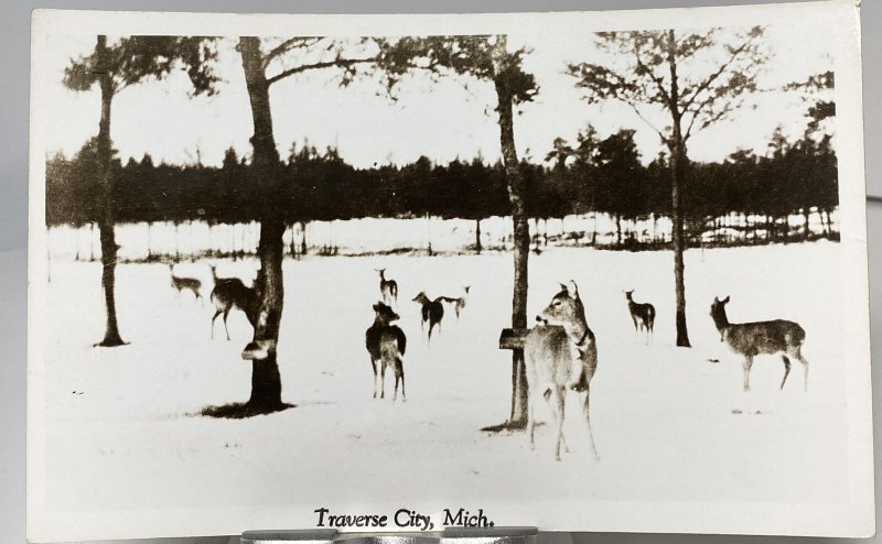 1950s A Group of Deer Traverse City MI Michigan Animals Real Photo Postcard