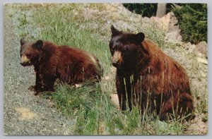 Animal~American Black Bears~Sequoia & King Canyon National Park CA~Vintage PC