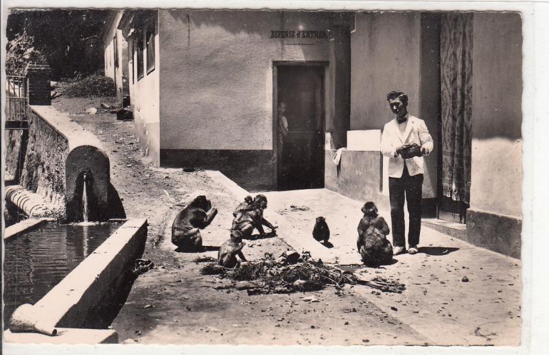 BLIDA ALGERIE GORGES DE LA CHIFFA HOTEL DU RUISSEAU DES SINGES FEEDING MONKEYS