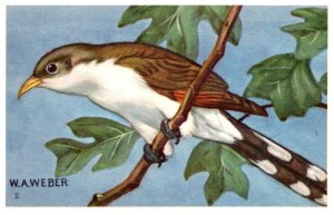 Yellow Billed Cuckoo