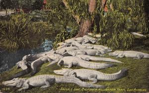 LOS ANGELES CALIFORNIA~WHITE ALLIGATOR FARM SAMPLE LINE-BENHAM PUBL POSTCARD