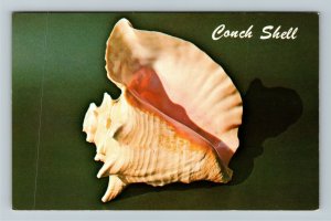 Famous Florida Pink Conch Or Queen Shell, Chrome Postcard