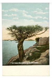 MA - Manchester-by-the-Sea. Old Cedar