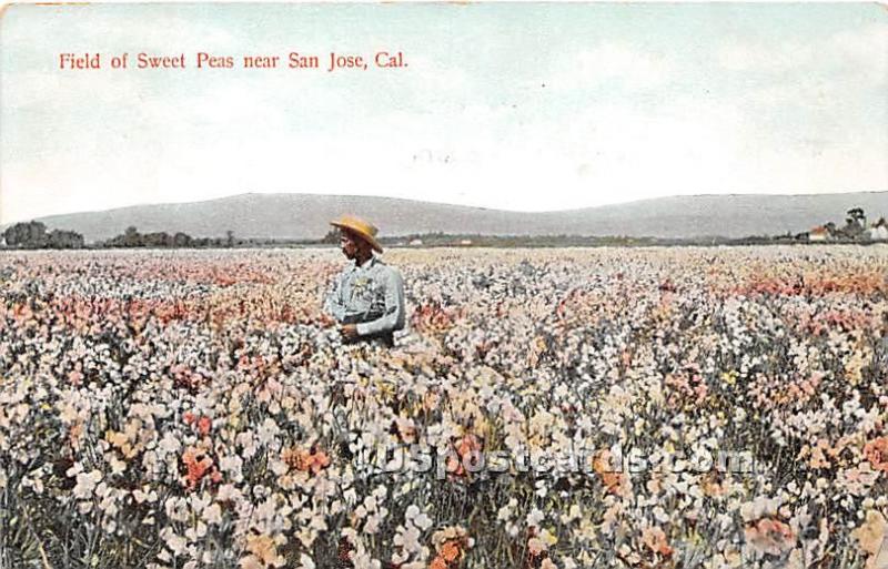 Sweet Peas San Jose CA 1908