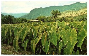 Sweeping Views of a Beautiful Green Taro Patch Hawaii Postcard