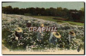 Old Postcard Picking Daisies Cote d & # 39Azur