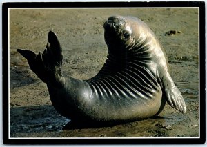 Postcard - Northern elephant seal, Pacific Coast Wildlife - Pacific Coast