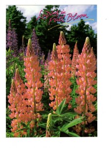 Large 5 X 7, Lupins in Bloom, Wildflowers of Atlantic Canada