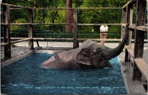 Baby Elephant in Bath Zoological Park Toledo Ohio Postcard 1946