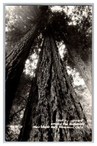 Postcard CA Muir Woods National Monument California Giant Looking Upward Redwood 