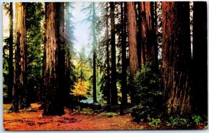 Postcard - Fall Leaves In The Redwoods, Muir Woods National Monument, California