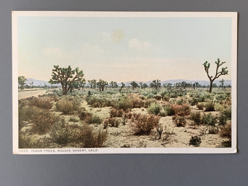 Yucca Trees Mojave Desert CA Litho Postcard A11498083556