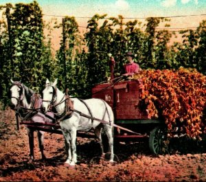 Hop Field Horse and Cart Red Letter Type California CA UNP Postcard 1910s