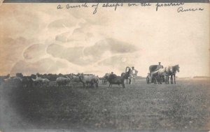 RPPC PRAIRIES OF RUSSIA SHEEP & HORSE CARRIAGE REAL PHOTO POSTCARD (c. 1920s)