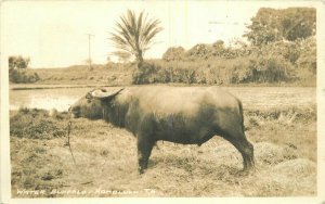 Honolulu Hawaii 1939 Water Buffalo RPPC Photo Postcard 20-6477