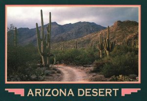 Vintage Postcard Giant Saguaro Cacti Cactus Arizona Desert Tucson AZ