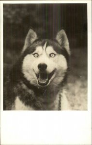 Sled Dog Siberian Husky Beautiful Eyes Publ in NH Real Photo Postcard