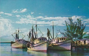 Florida Shrimp Boats On The Coast