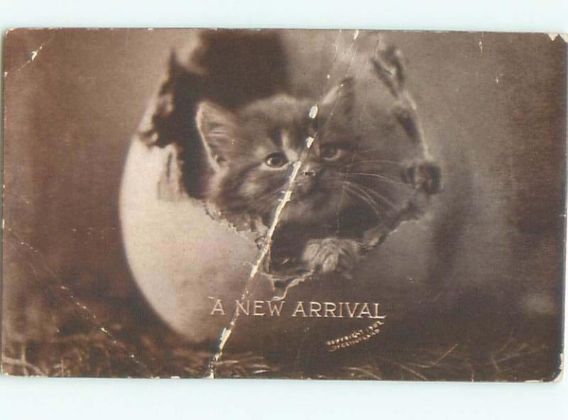 Divided-Back CUTE CAT SCENE Great Postcard AA9457