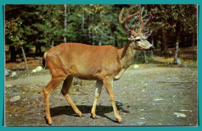 Four Point Buck Deer - [MX-789]