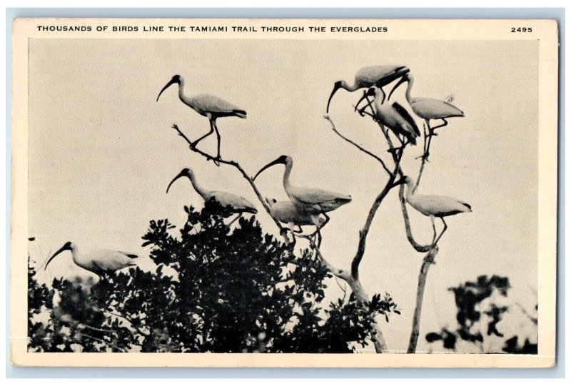 c1910's Thousands Of Birds Line The Tamiami Trail Through The Eyeglades Postcard