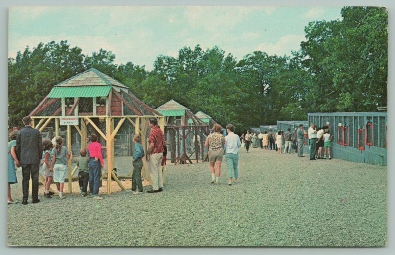 Mendon Massachusetts~Wild Animal Farm~Cages~Monkeys~Birds~Postcard~1960s 