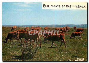 Postcard Modern Calves