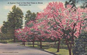 Louisiana Shreveport A Typical View Of Red Bud Trees In Bloom